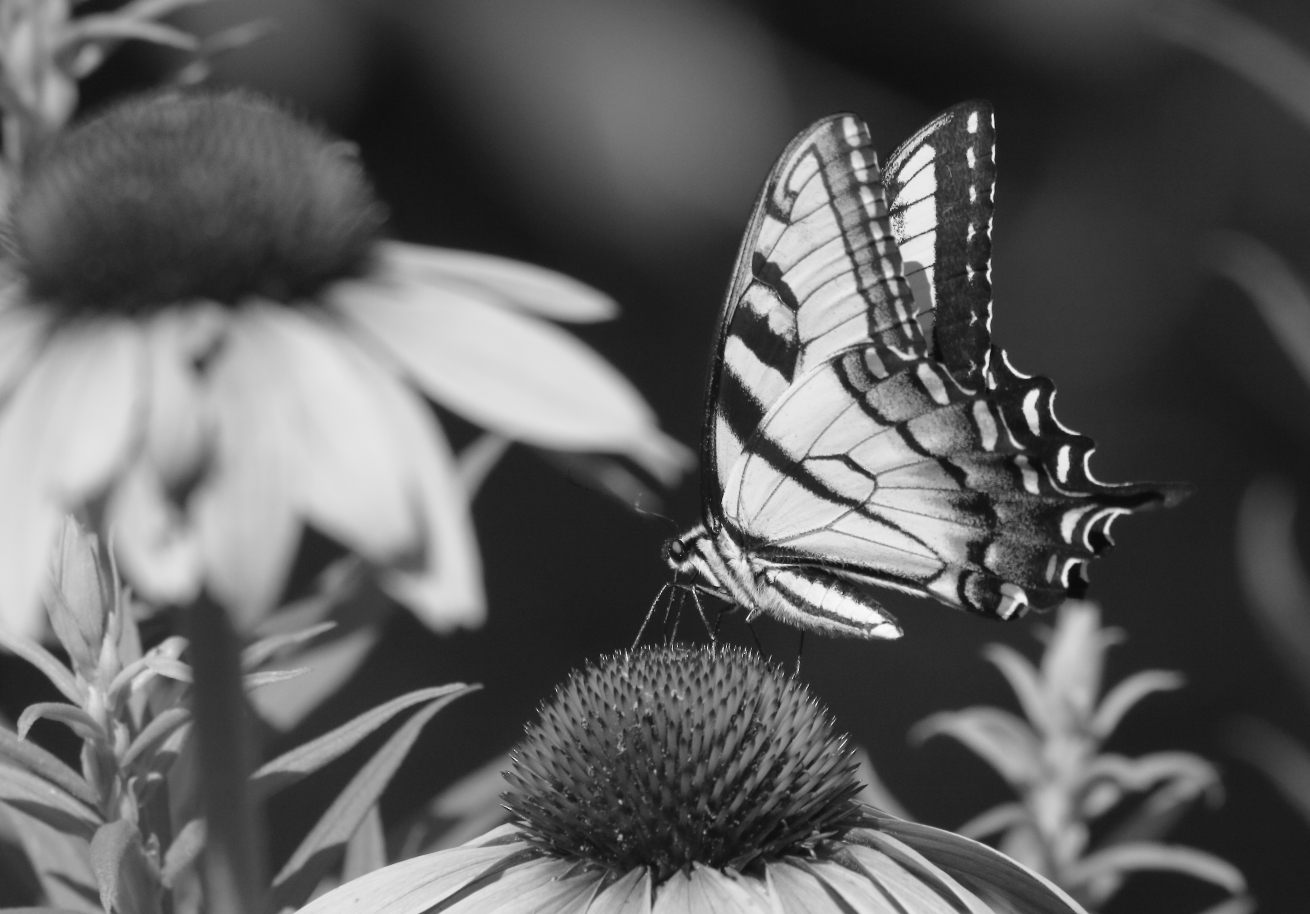 2015 07 23 HTP 000073973ebw